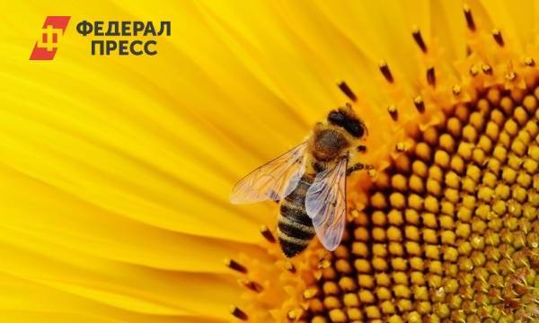 Минэкономразвития отвергло обвинения Россельхознадзора в причастности к массовой гибели пчел | Москва | ФедералПресс