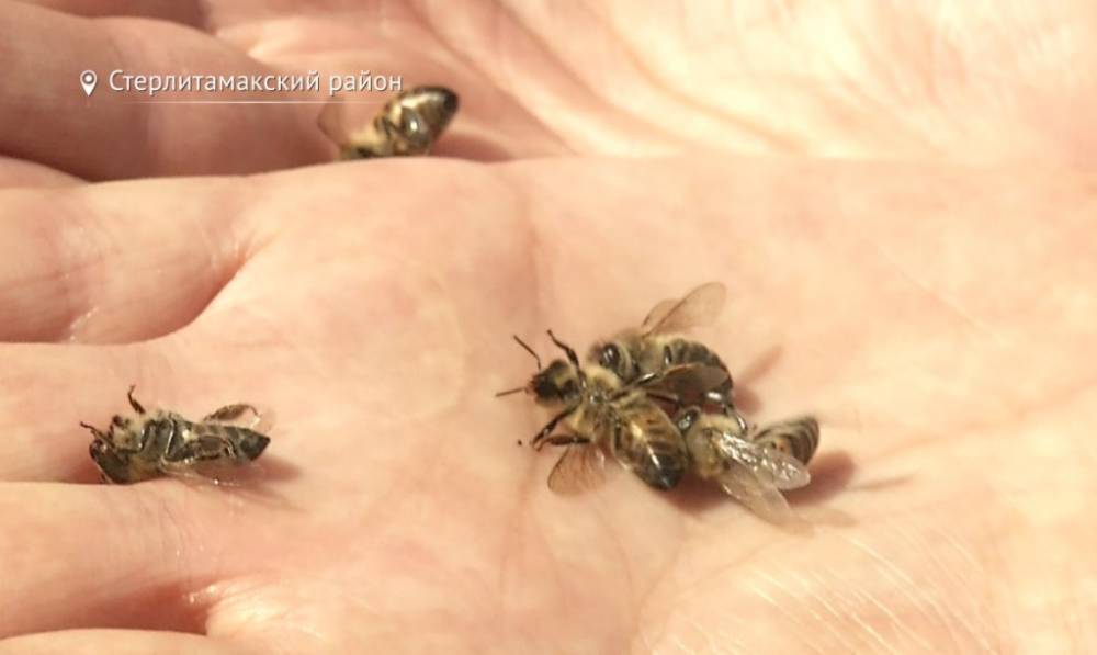 В России ущерб от массовой гибели пчел составил триллион рублей