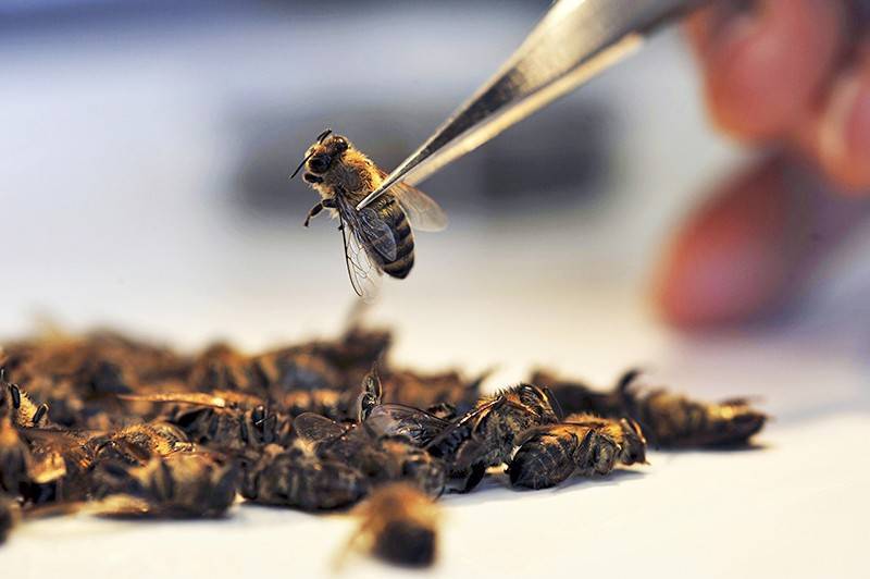 Почему в России массово гибнут пчелы