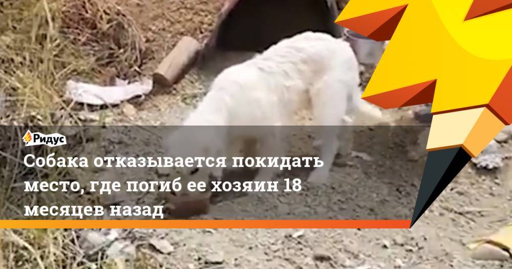 Собака отказывается покидать место, где погиб ее хозяин 18 месяцев назад. Ридус - ridus.ru - Греция - Argentina