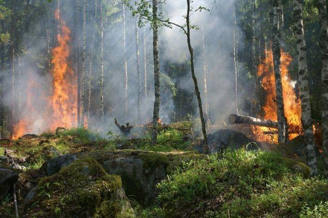 Почти 14 тысяч гектаров леса горит на Чукотке