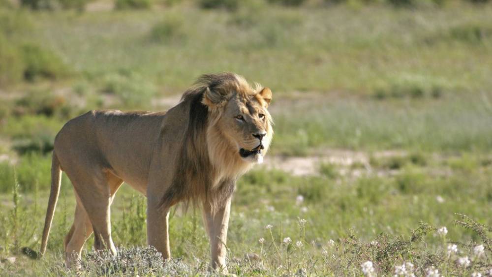 "Убили для самодовольного селфи": Мир ужаснула фотография парочки, целующейся над застреленным львом