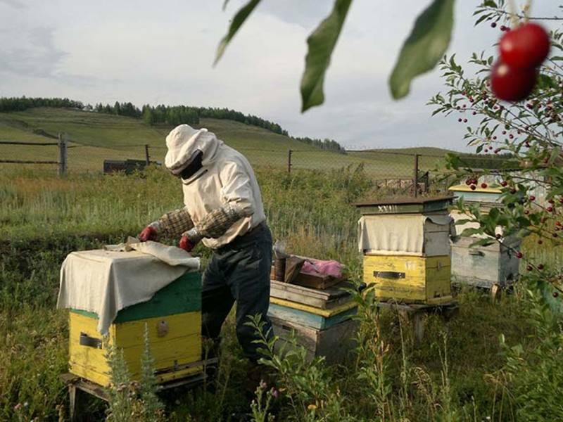 Госдума попросит прокуратуру проверить массовую гибель пчёл