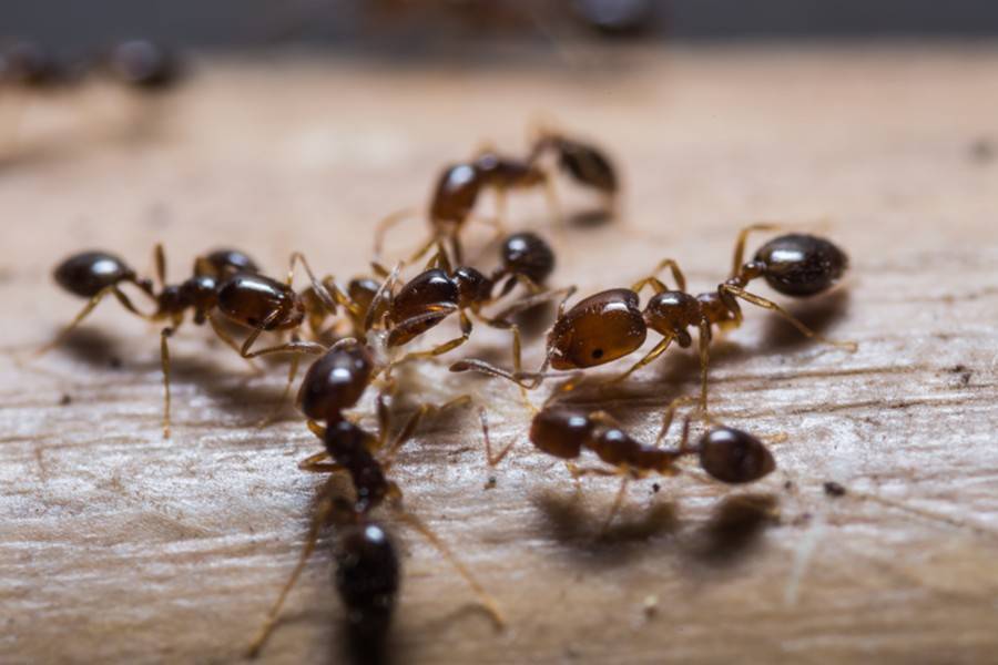 В Москве стало больше муравьев