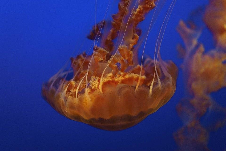 Дайверы сфотографировали аномально огромную медузу