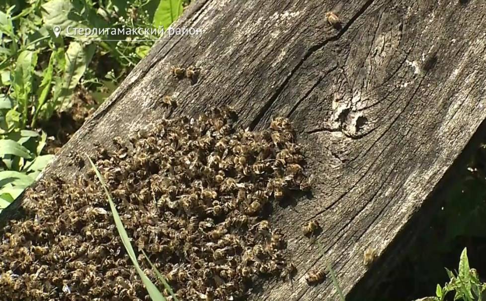 Стали известные предварительные результаты анализа погибших пчел из Башкирии
