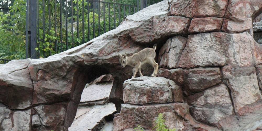 В Московском зоопарке родился ягненок голубого барана
