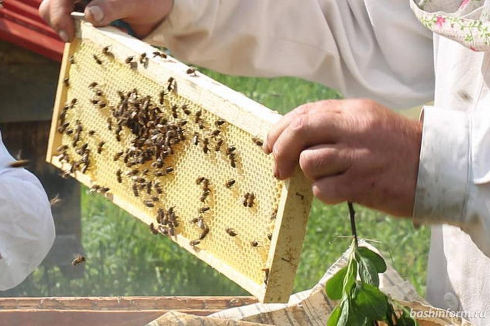 Стала известна причина гибели пчел в нескольких районах Башкирии // ОБЩЕСТВО | новости башинформ.рф