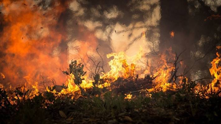 Лесной пожар в Хорватии стал причиной эвакуации 10 тысяч гостей фестиваля музыки