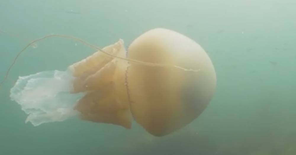 Дайверы засняли гигантскую медузу: видео
