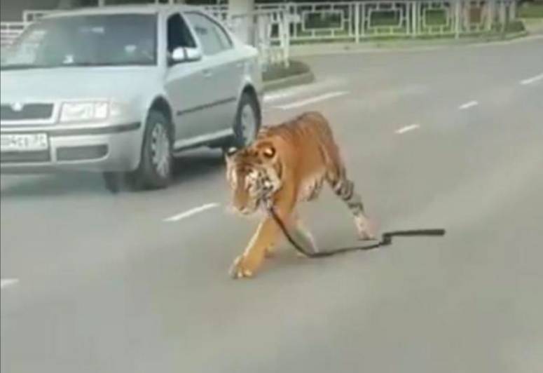 Тигр выбежал на проезжую часть в пробке в Иваново&nbsp;— видео