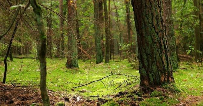 Пенсионерка заблудилась в лесу под Быховом и сама вызвала МЧС