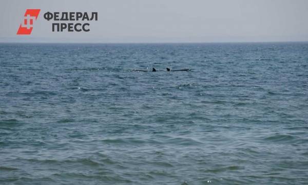 Вторая партия косаток из «китовой тюрьмы» вернулась домой в Охотское море | Приморский край | ФедералПресс