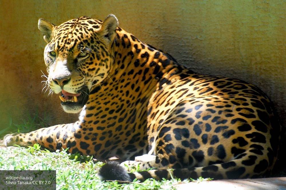 В красноярском зоопарке ягуар сбежал из своего вольера