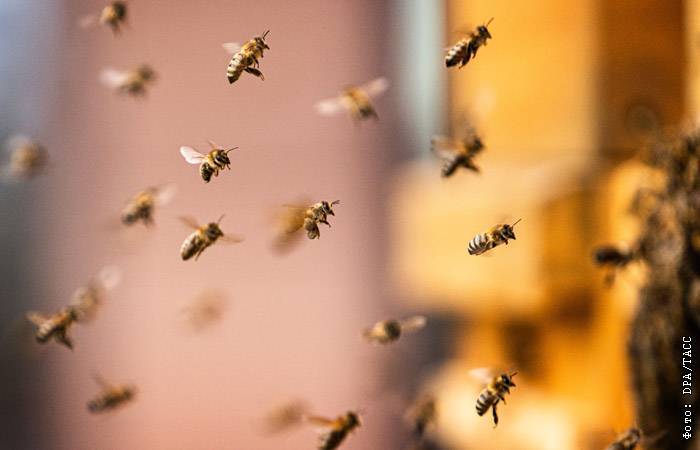 Эксперт оценил в триллион рублей ущерб экономике от массовой гибели пчел