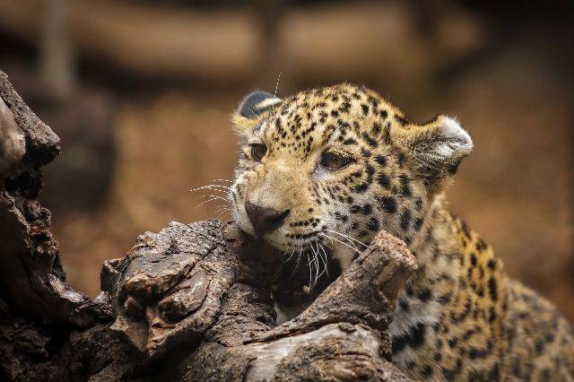 В красноярском зоопарке ягуар вырвался из вольера