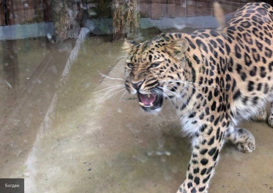 Ягуар на 15 минут вырвался из вольера в красноярском зоопарке