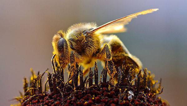 Россия потеряет триллион рублей из-за пчел