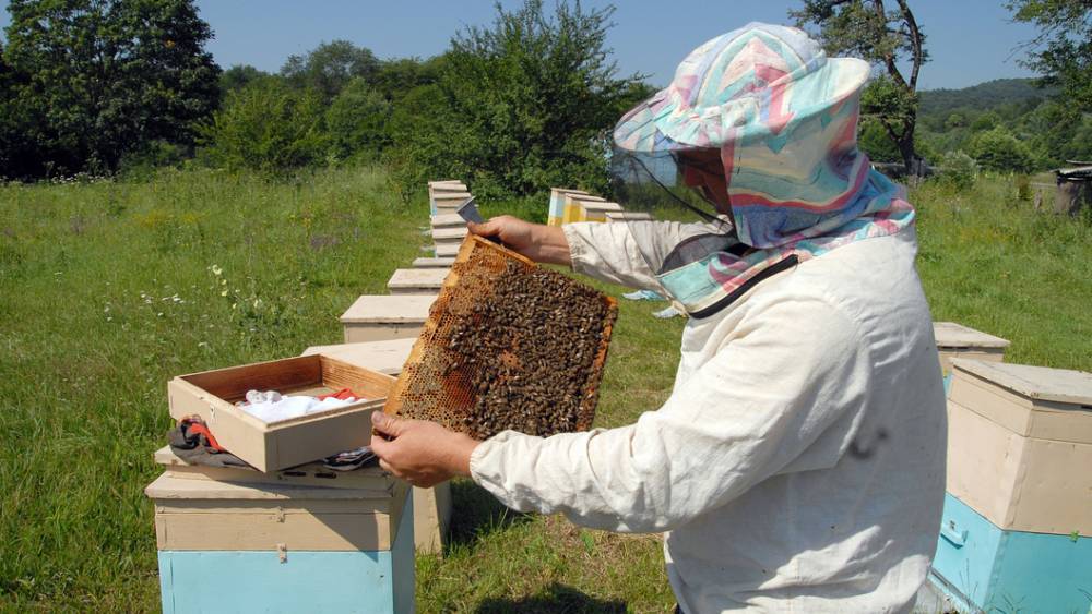 Не миллиарды - больше: В ассоциации пчеловодов подсчитали убытки бюджета из-за мора пчел пестицидами