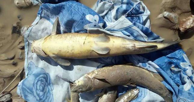 В реке Шинг на севере Таджикистана из-за выбросов отходов погибла рыба