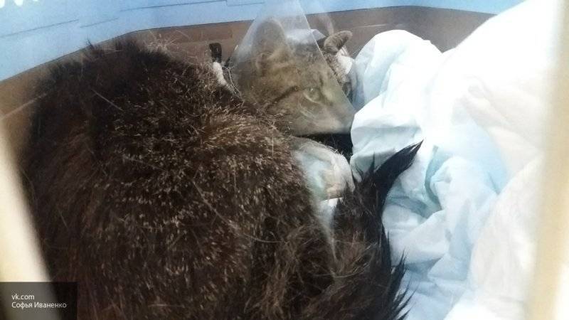 Спасенная неравнодушными петербуржцами кошка нуждается в донорах и новом хозяине