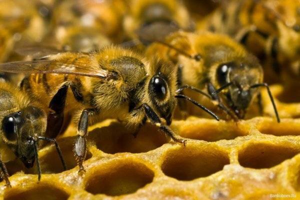 Россия лишится триллиона рублей из-за пчел