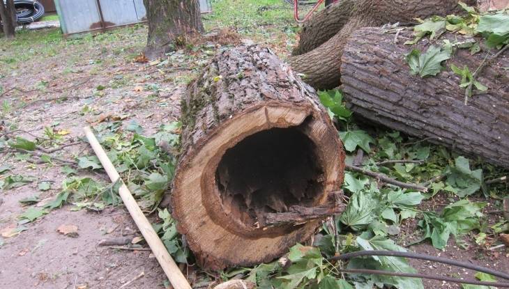 В Брянске подрядчика оштрафовали за спиленное в Круглом сквере дерево