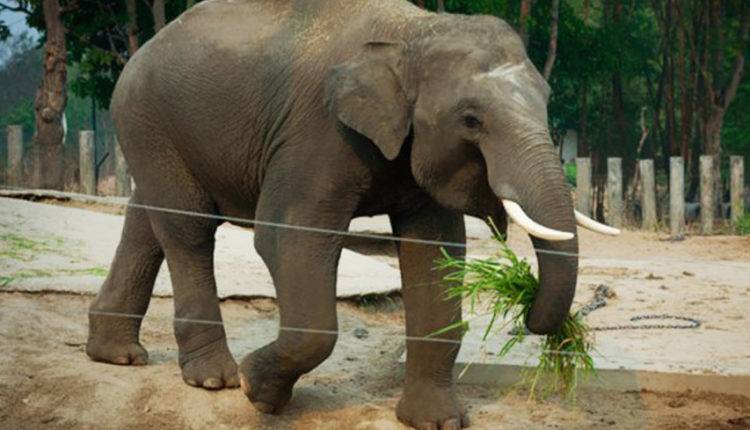 Вымирание слонов приведет к климатической катастрофе