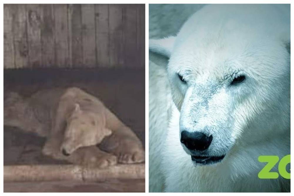 Алматинский зоопарк ответил на критику об условиях содержания белого медведя (видео)