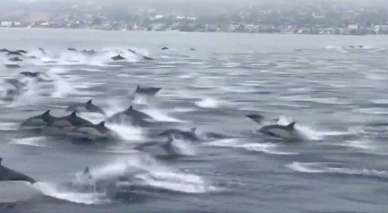 Завораживающее зрелище: Сотни дельфинов проплыли рядом с лодкой у берегов Калифорнии