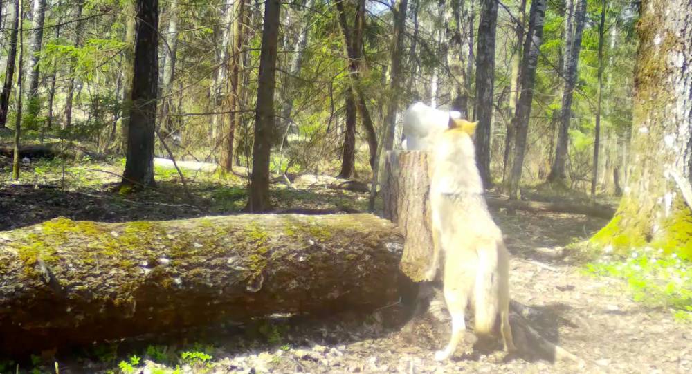 В смоленском лесу скрытая камера сняла волка