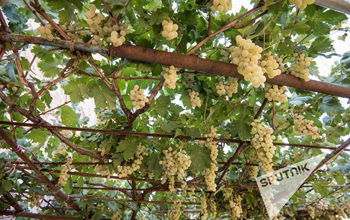 В Араратскую долину проникла "виноградная зараза"