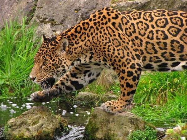 В красноярском зоопарке ягуар выбрался из вольера