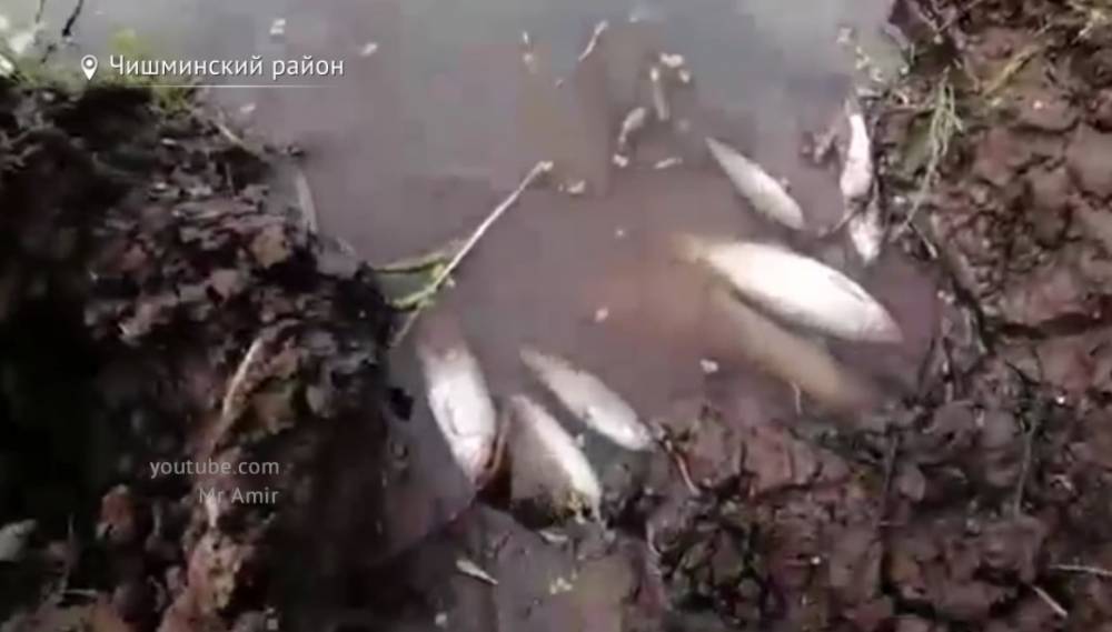 В Башкирии зафиксирована массовая гибель рыбы