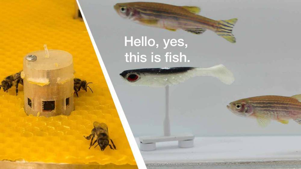Пчелы и рыбы общаются между собой при помощи роботов