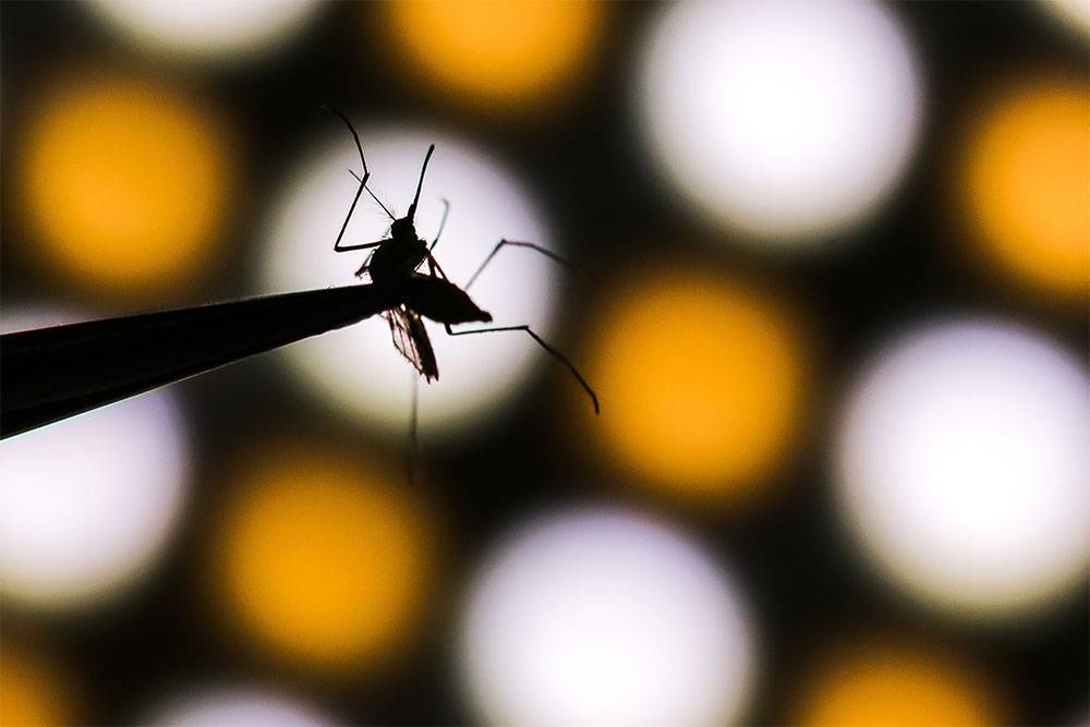 В Китае ученые придумали как уничтожать комаров с помощью радиации и бактерий