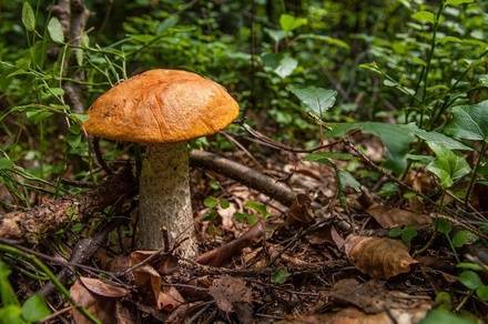 Содержание ртути в&nbsp;грибах из&nbsp;нижегородских лесов в&nbsp;2,5 раза превышает норму