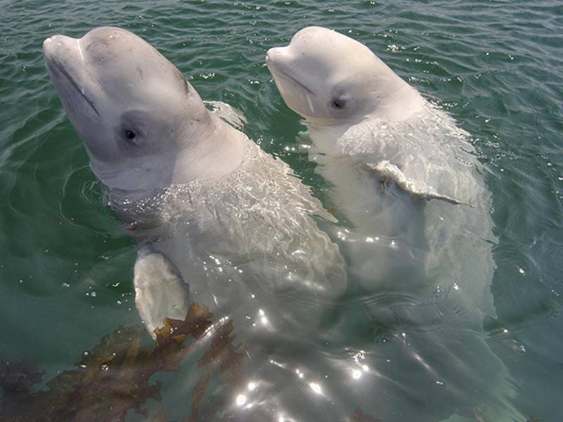 Решение суда по белухам из «китовой тюрьмы» обжаловано