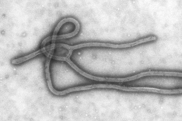 Вспышка вируса Эбола в ДР Конго признана ЧС международного масштаба