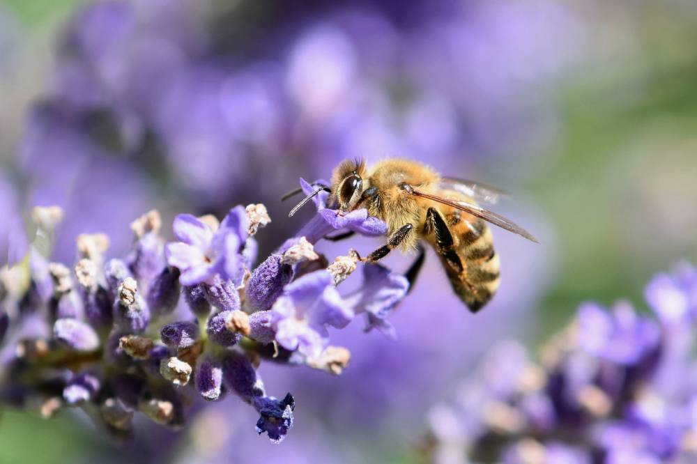 В Рязани массово гибнут пчелы | РИА «7 новостей»