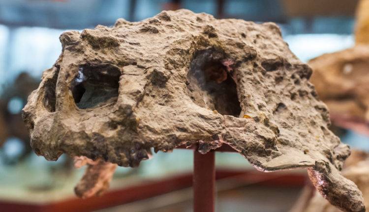 В США нашли череп неизвестного науке утконосого динозавра