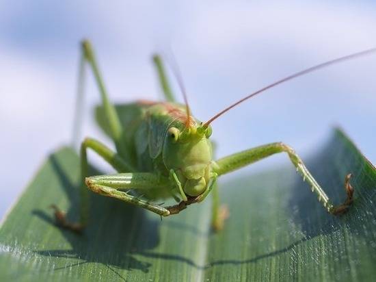 Итальянские ученые призвали человечество питаться насекомыми