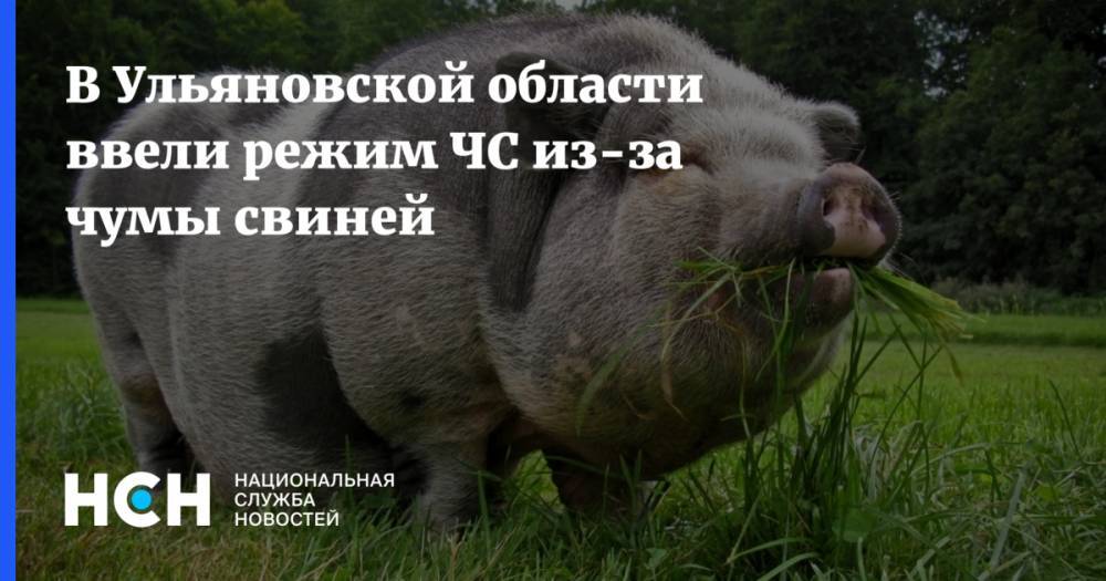 В Ульяновской области ввели режим ЧС из-за чумы свиней