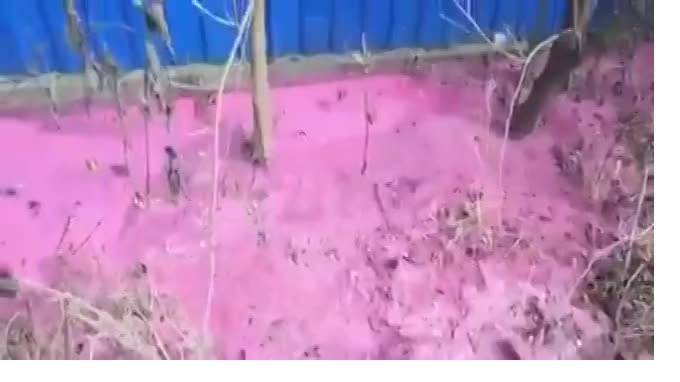 Жители Ставрополья сняли на видео ярко-розовый ручей
