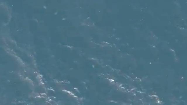 Видео: крупная колония медуз приближается к северным пляжам Хайфы