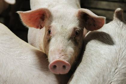 Корпорация МСП поддержит свиноводческий селекционно-генетический центр