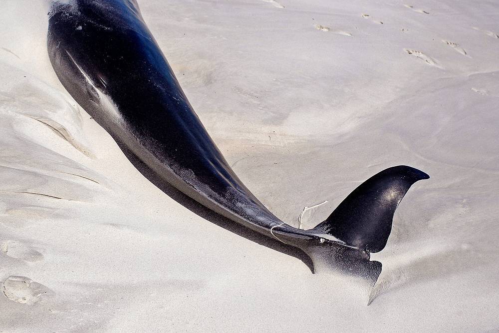 В штате Джорджия отдыхающие спасли десятки китов, которые выбросились на берег