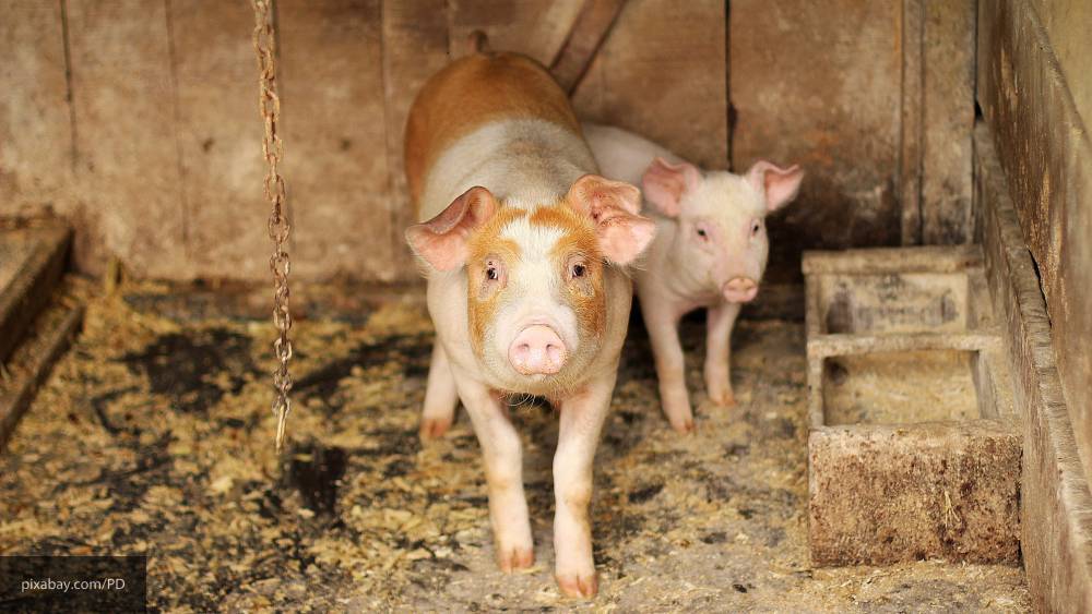 В Ульяновской области ввели режим ЧС из-за вспышки чумы свиней