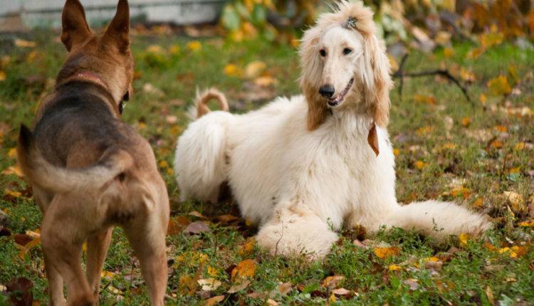 В Новороссийске бездомный пес отвязал от забора домашнюю собаку