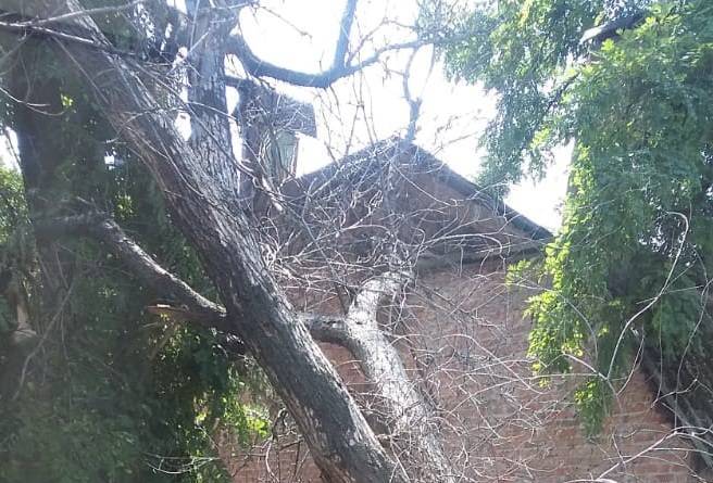 В ценре Ростова упало сухое дерево и вонзилось в крышу жилого дома